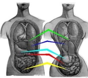 Corset-Internal-Drawings