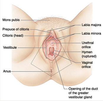 diagram of female genital region for labiaplasty